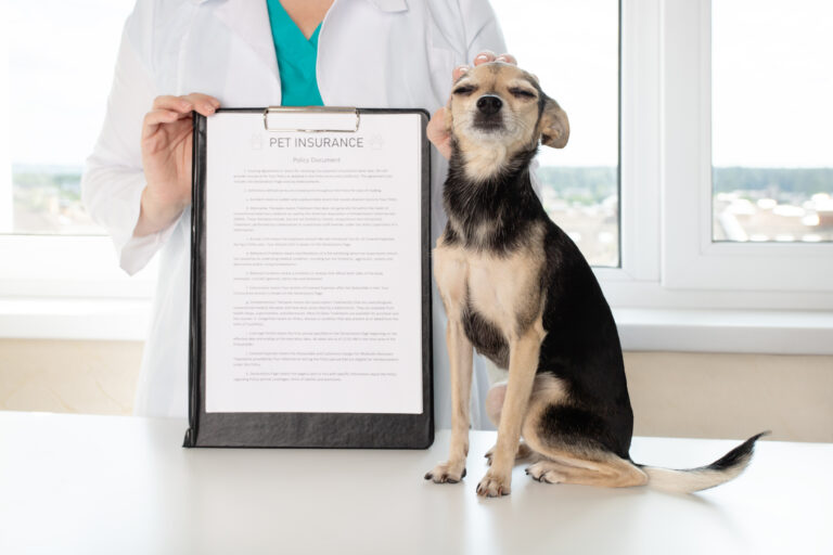 Seguro para cuidado de mascotas: tipos, costos, empresas