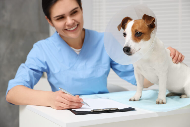 Períodos de carencia del seguro para mascotas: todo lo que necesita saber